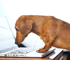 Pies, Śmieszne, Laptop, Jamnik