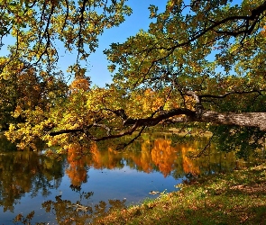 Staw, Drzewa, Park