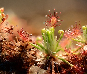 Drosera, Rosiczka