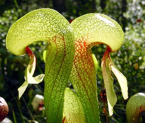 Darlingtonia