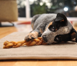 Szczeniak, Australian cattle dog, Leżący