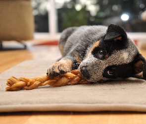 Leżący, Australian cattle dog, Szczeniak