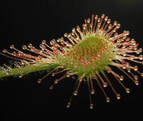 Drosera, Rosiczka, Rotundifolia