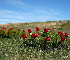 Kwiaty, Czerwone, Łąka, Krajobraz