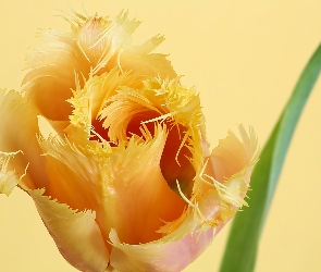 Pierzasty, Kwitnący, Tulipan, Żółty
