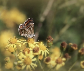 Motyl, Kwiaty, Żółte