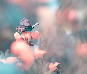 Makro, Motyl, Różowe, Kwiatki