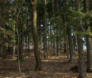 Las, Świerk
