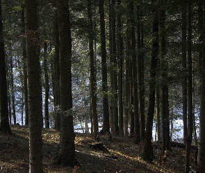 Zima, Drzewa, Las
