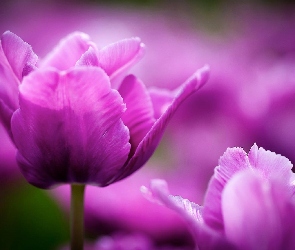 Fioletowe, Tulipany