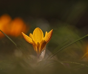 Żółty, Kwiat, Krokus