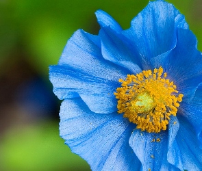 Mak Niebieski, Kwiat