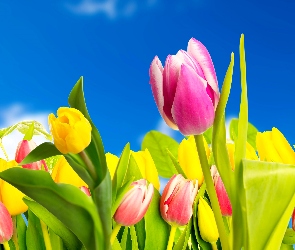 Wiosna, Kwiaty, Tulipany, Kolorowe