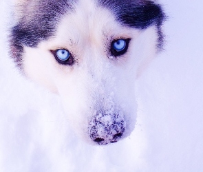 Śnieg, Zima, Pies, Siberian Husky