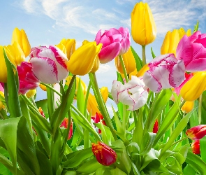 Kwitnące, Kolorowe, Kwiaty, Tulipany