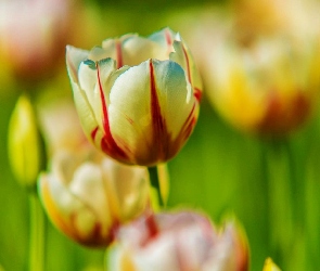 Tulipany