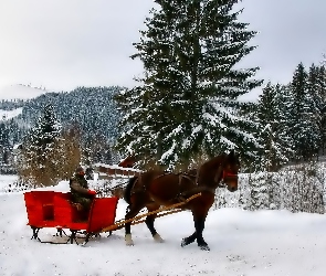Bryczka, Zima, Koń
