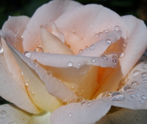 Róża, Kwiat, Biała