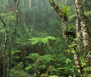 Las, Dżungla, Drzewa, Rośliny