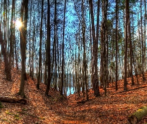 Przebijające, Światło, Las