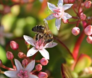 Kwiaty, Makro, Pszczoła