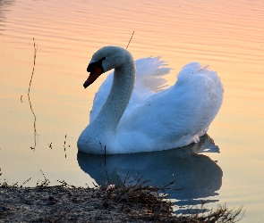 Ptak, Jezioro, Łabędź