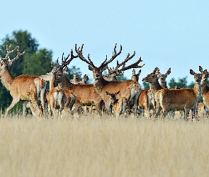 Jelenie, Łanie, Stado