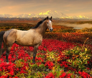 Koń, Góry, Kwiaty
