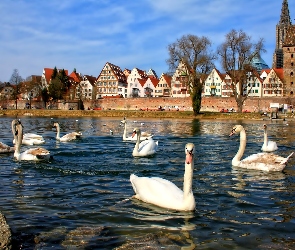 Łabędzie, Domy, Rzeka