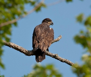 Ptak, Gałązka, Jastrząb