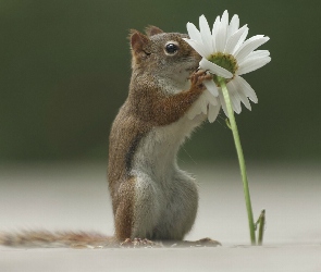 Kwiatek, Margerytka, Chipmunk