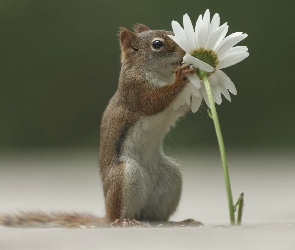 Chipmunk, Margerytka, Kwiatek