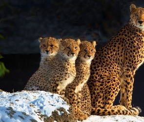 Gepard, Młode, Samica