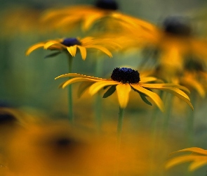 Żółte, Kwiaty, Rudbekia