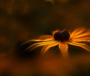 Kwiat, Fractalius, Rudbekia