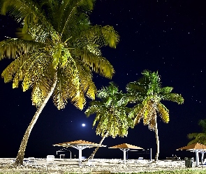 Tropiki, Noc, Plaża, Palmy