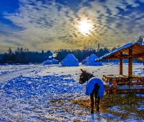 Osioł, Zima, Namioty