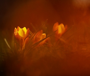 Krokus, Kwiat, Żółty