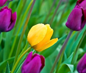 Tulipany, Kwiaty