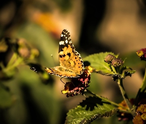 Motyl, Rusałka osetnik, Owad