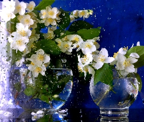 Deszcz, Szyba, Jaśmin, Bukiet
