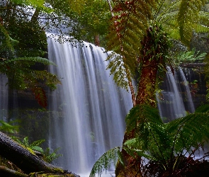 Wodospad, Palmy, Dżungla