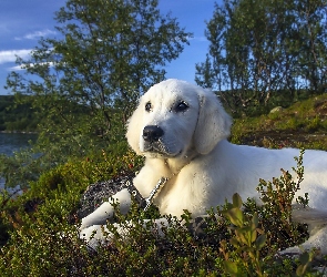 Golden retriever, Jezioro, Pies