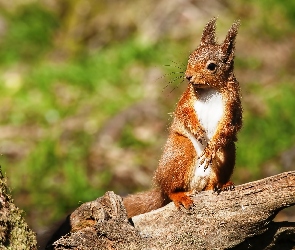 Wiewiórka, Kłoda, Ruda