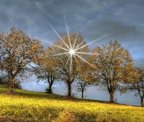 Drzewa, Słońca, Promienie