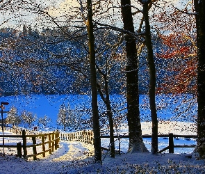 Las, Zagroda, Koń, Zima, Jezioro