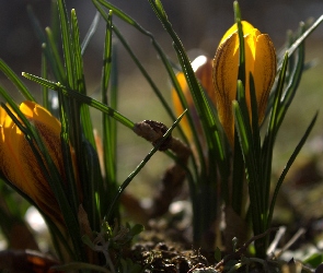 Krokus, Kwiat, Żółty