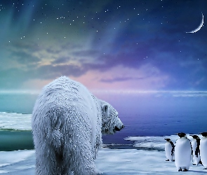 Polarny, Pingwiny, Niedźwiedź