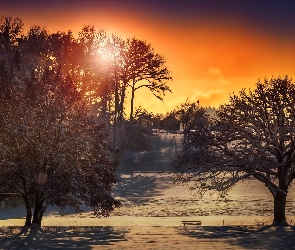 Zima, Drzewa, Słońca, Zachód
