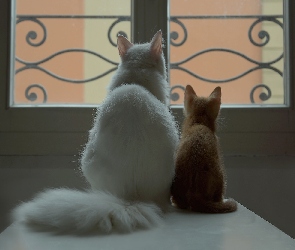 Okno, Kot, Biały, Rudy